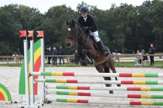 Caballo castrado Connemara En venta 2017 Bayo por TITUS DE LIAF