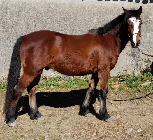 Caballo castrado Connemara En venta 2021 Bayo
