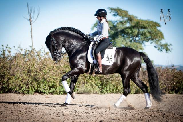 Caballo entero PRE Pura Raza Española En venta 2016 Negro por TIZON
