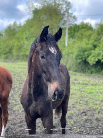 Caballo entero Silla Francés En venta 2023 Negro por Conthargos