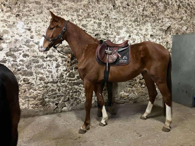 Caballo castrado Silla Francés En venta 2021 Alazán por Armitages Boy
