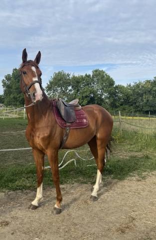 Caballo castrado Silla Francés En venta 2021 Alazán por Armitages Boy