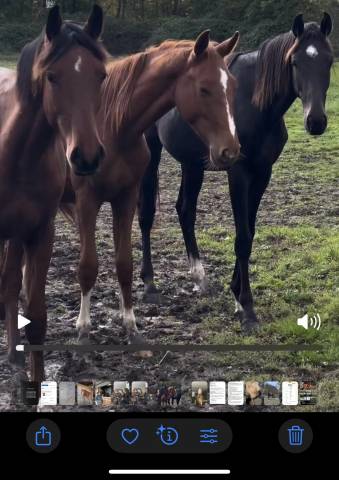 Caballo entero Silla Francés En venta 2023 Bayo por EMERALD VAN'T RUYTERSHOF