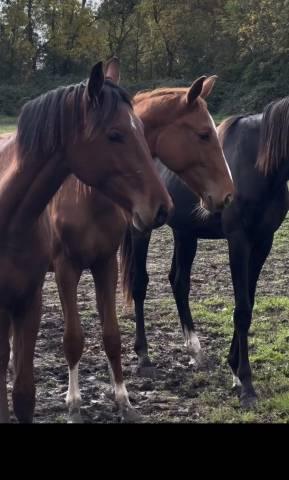 Caballo entero Silla Francés En venta 2023 Bayo por EMERALD VAN'T RUYTERSHOF