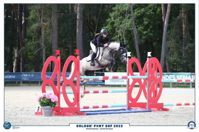 Yegua PFS Poni Françés de Silla En venta 2016 Tordo