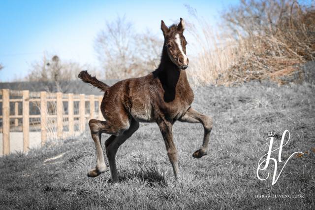 Potro KWPN Caballo de Deporte Neerlandés En venta 2025 Negro por Quaterhit