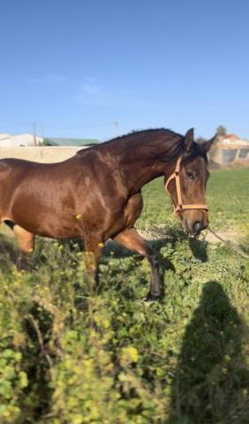 EN VENTA POTRA LUSOÁRABE