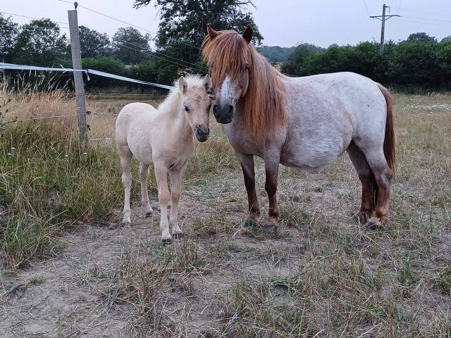 Yegua Origine Constatée En venta 2023 Palomino