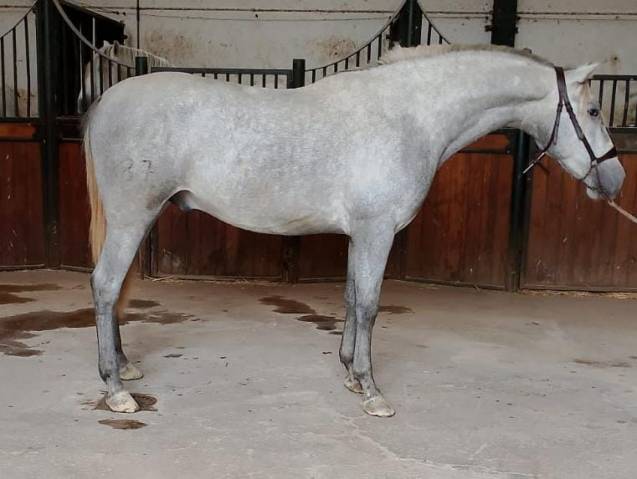Caballo entero PRE Pura Raza Española En venta 2022 Tordo