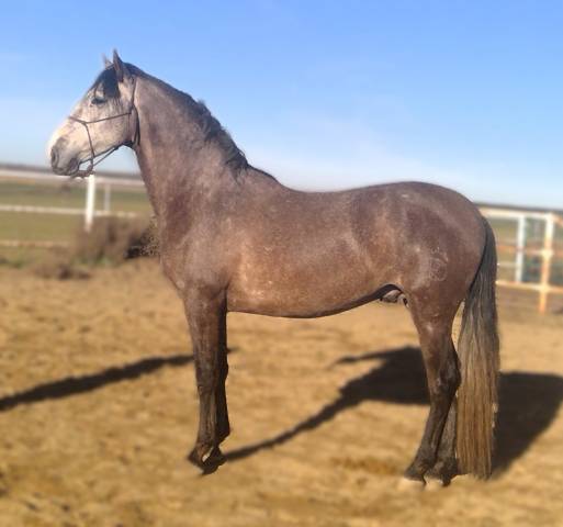 Caballo entero PRE Pura Raza Española En venta 2021 Tordo