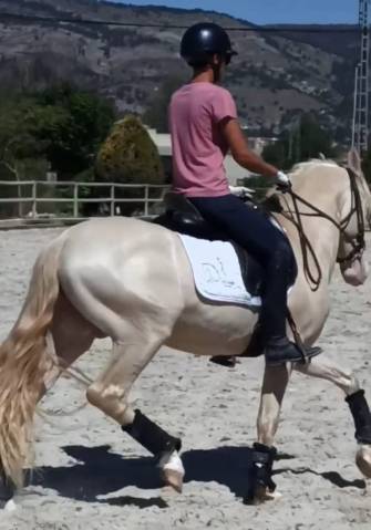 Caballo entero PRE Pura Raza Española En venta 2019 Perlino