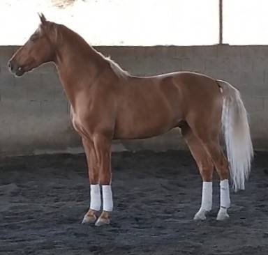 Caballo entero PRE Pura Raza Española En venta 2020 Palomino