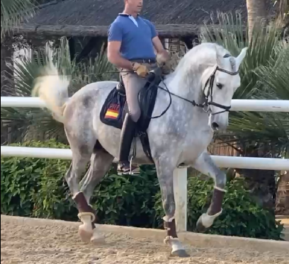 Caballo entero PRE Pura Raza Española En venta 2021 Tordo