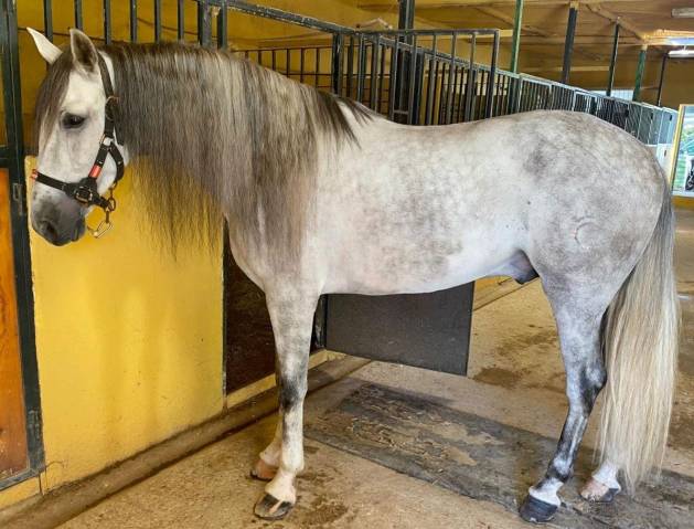 Caballo entero PRE Pura Raza Española En venta 2019 Tordo