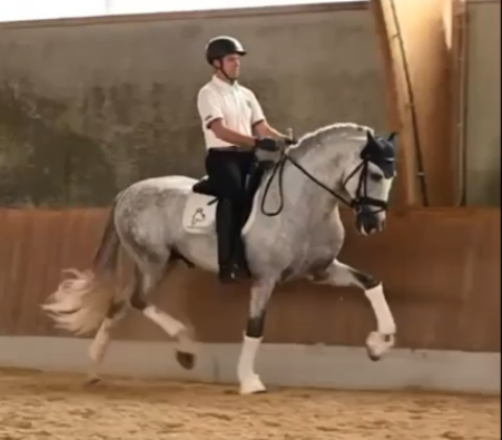 Caballo entero PRE Pura Raza Española En venta 2019 Tordo