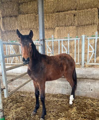 Caballo castrado Silla Francés En venta 2024 Bayo por ROY DE LA VALLEE