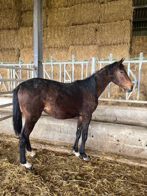 Caballo castrado Silla Francés En venta 2023 Bayo por ROY DE LA VALLEE