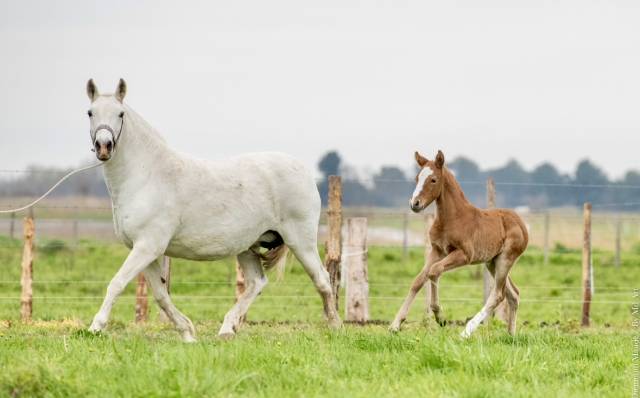 Potro Lusitano En venta 2024 Grullo por SULTAO SS