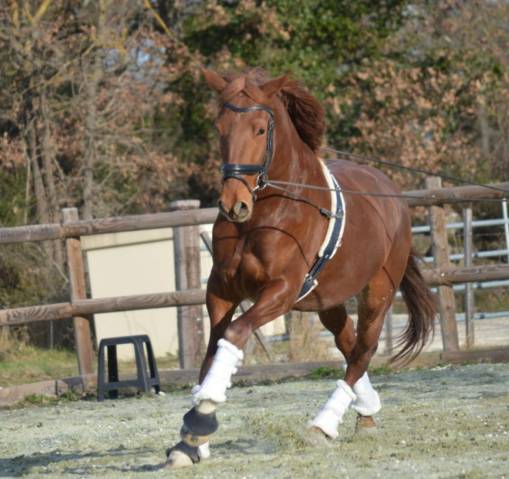 Caballo castrado Lusitano En venta 2020 Alazán