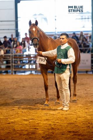 Cuidador de caballos 