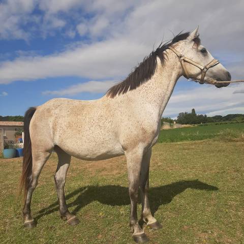 Caballo castrado Media Sangre Arabe En venta 2018 Tordo por OSBORN,AR