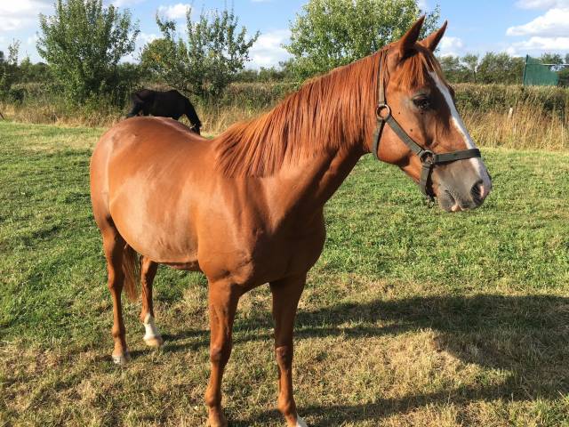 Caballo castrado Trotón Francés Donación 2006 Alazán por IPSOS DE MONTFORT