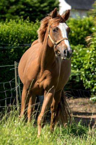 Yegua de ganadería Silla Francés En venta 2014 Alazán