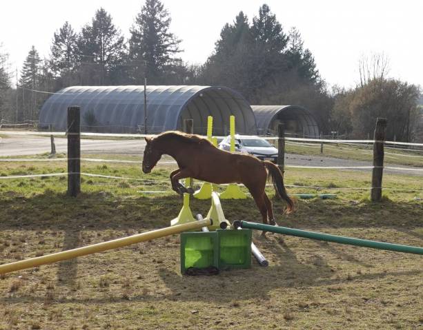 Caballo castrado New Forest En venta 2021 Alazán