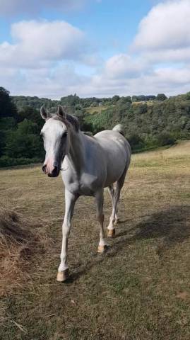 Caballo castrado Pura Sangre Arabe En venta 2015 Tordo