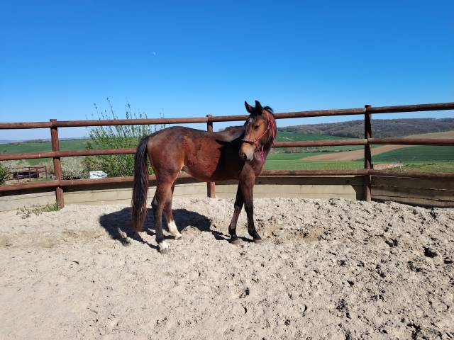 Caballo castrado Origine Constatée En venta 2023 Bayo moreno por Netto