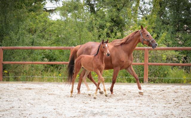 Caballo castrado Silla Francés En venta 2025 Bayo moreno por Uncognito bois margot
