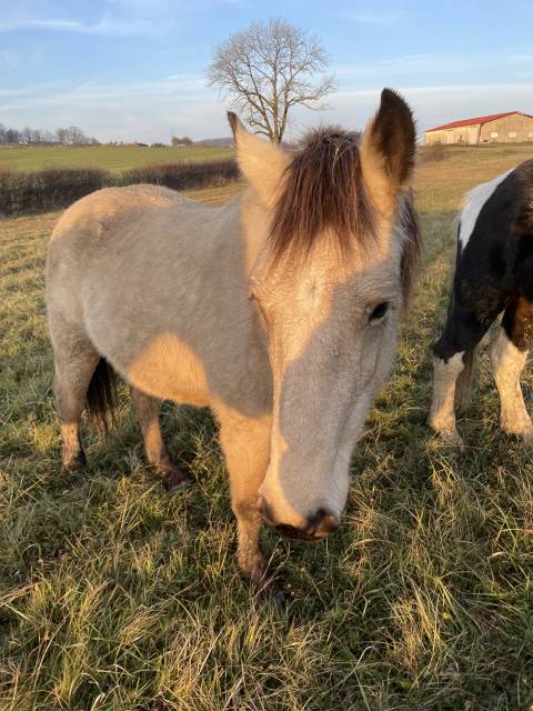 Potranca Otra raza de Caballos En venta 2023 Isabelo