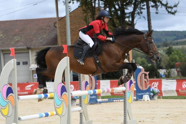 Caballo castrado Silla Francés En venta 2012 Bayo por QUITO DE BAUSSY