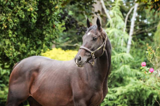 Caballo castrado Pura Sangre En venta 2020 Bayo