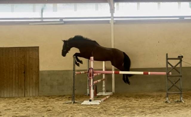 Caballo castrado KWPN Caballo de Deporte Neerlandés En venta 2016 Bayo por SPIELBERG