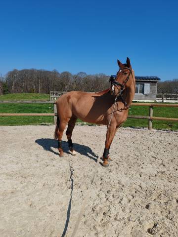 Caballo castrado KWPN Caballo de Deporte Neerlandés En venta 2019 Alazán por Hometown 