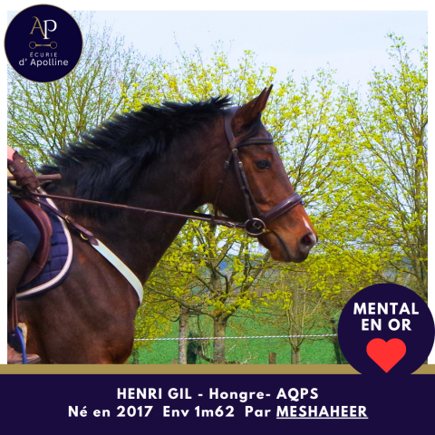 Caballo castrado AQPS En venta 2017 Bayo