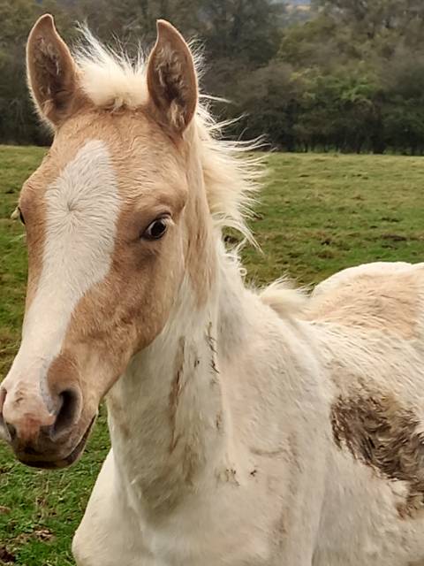Potro Palomino En venta 2024 Palomino por Miracle du Moulin Pre