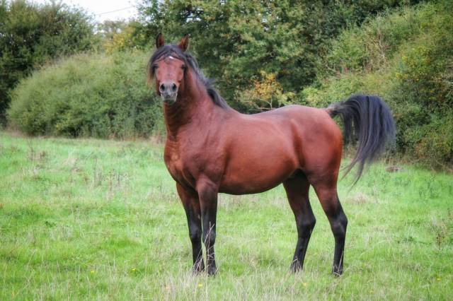 Caballo entero Pura Sangre Arabe En venta 2019 Bayo por CHEM'S EL DERKOUCH