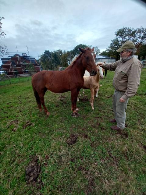 Yegua Palomino En venta 2020 Alazán por Miracle du Moulin Pre