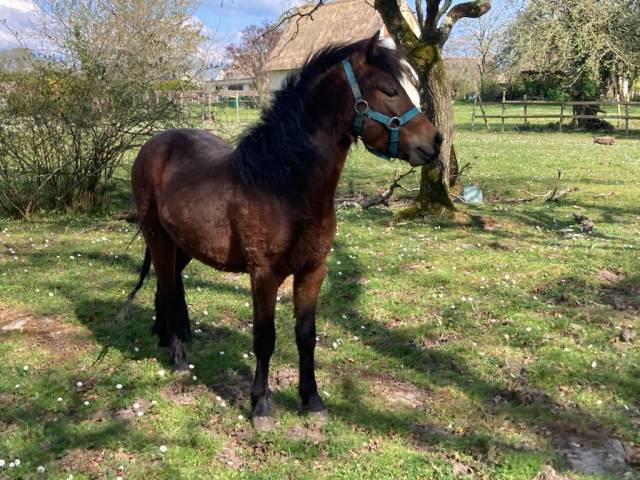 Caballo castrado Dartmoor En venta 2023 Bayo por Udson de Kergroix