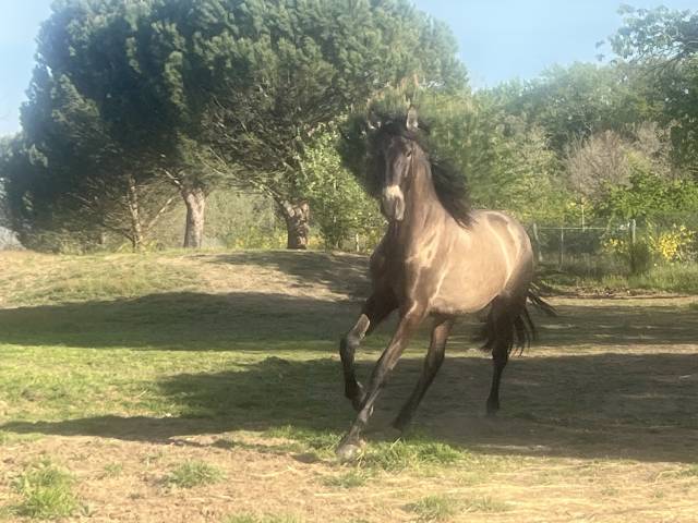 Caballo entero PRE Pura Raza Española En venta 2023 Isabelo por Quitasueno VIII