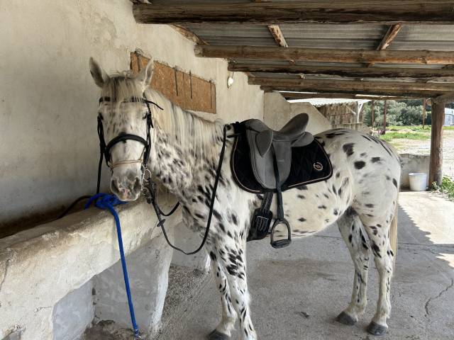 Caballo castrado Origen No Constatado En venta 2019 Appaloosa