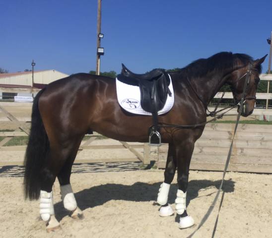 Caballo castrado KWPN Caballo de Deporte Neerlandés En venta 2019 Alazán tostado por GENESIS DU ROUTY
