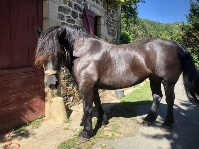 Yegua Percheron En venta 2011 Negro