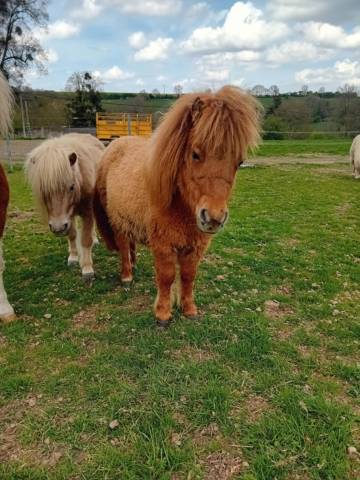 Potranca Shetland En venta 2024 Alazán por stjernens waston