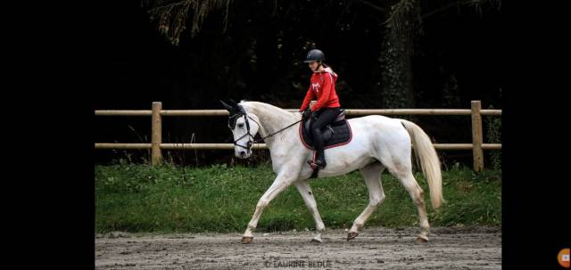 Yegua de ganadería Silla Francés En venta 2009 Tordo por NO NAME DE SIVA