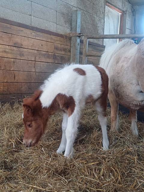 Potro Shetland En venta 2025 Pío