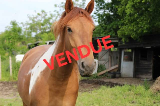 Yegua Silla Francés En venta 2012 Pío