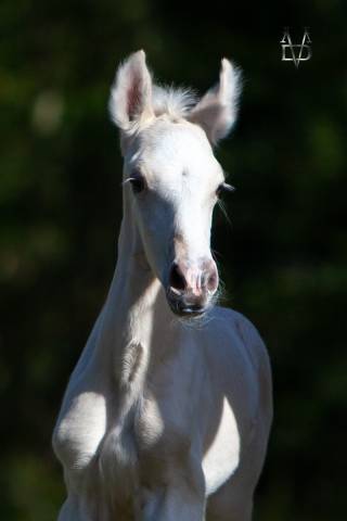 Potro PRE Pura Raza Española En venta 2025 Palomino por PICASSO LH
